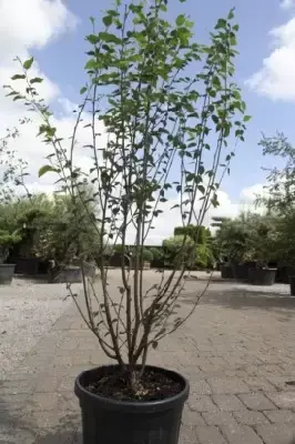 BETULA albosinensis 'Fascination' - image 3