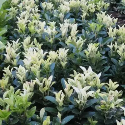 EUONYMUS japonicus 'Francien'