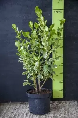 GRISELINIA littoralis 'Variegata' - image 2