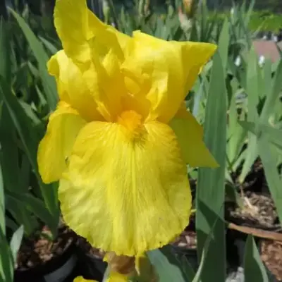 IRIS 'St. Crispin'