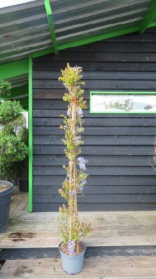 WISTERIA 'Nathalie'