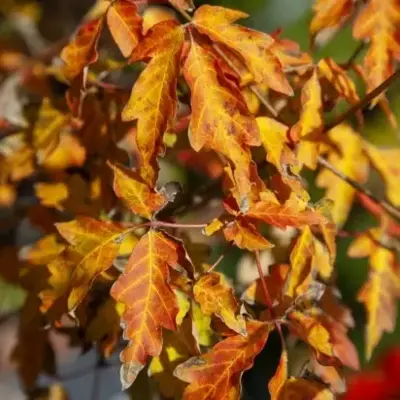 ACER griseum - image 2