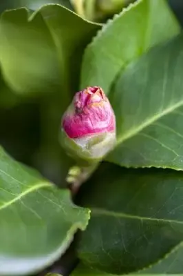 CAMELLIA japonica