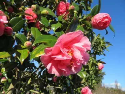 CAMELLIA japonica