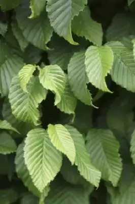 CARPINUS betulus 'Monumentalis'