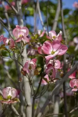 CORNUS florida 'Cloud Nine'