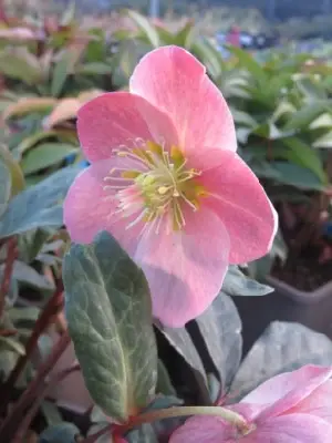 HELLEBORUS x ballardiae 'Maestro'