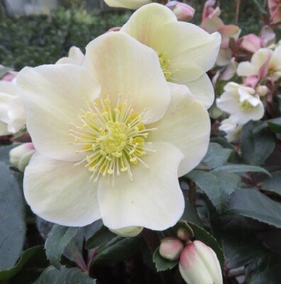 HELLEBORUS x ericsmithii 'Monte Cristo'