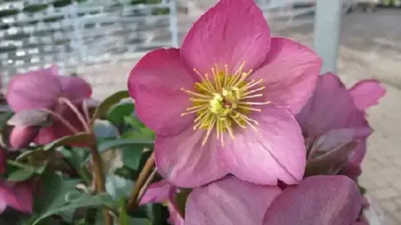 HELLEBORUS 'Ice n Roses Rose'