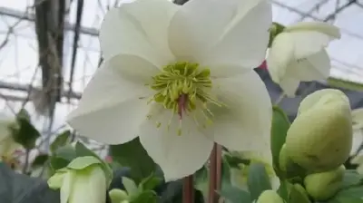 HELLEBORUS 'Ice n Roses White'