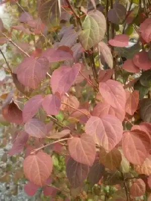 CERCIDIPHYLLUM japonicum