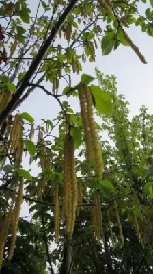 OSTRYA carpinifolia