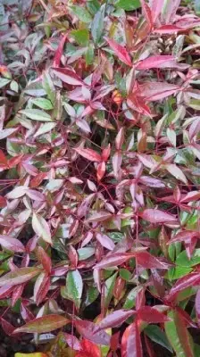 NANDINA domestica 'Flirt'