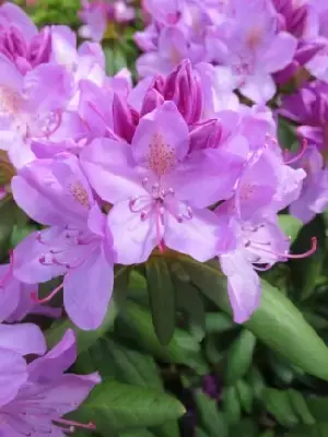 RHODODENDRON 'Roseum Elegans' - image 2
