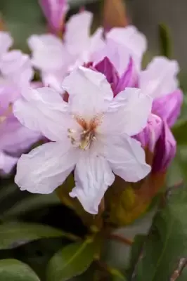 RHODODENDRON 'Pink Dufthecke'