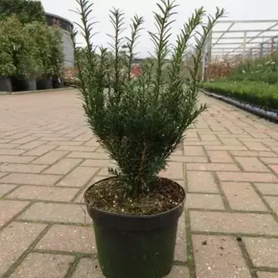 TAXUS baccata 'Renke's Little Green'