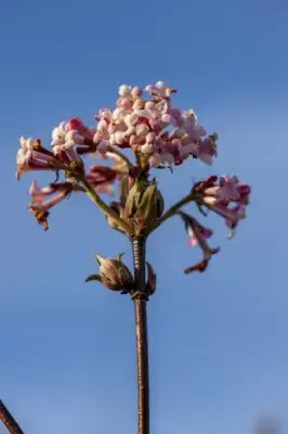 VIBURNUM x bodnantense 'Dawn' - image 1
