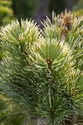 PINUS parviflora 'Goldilocks' - image 3