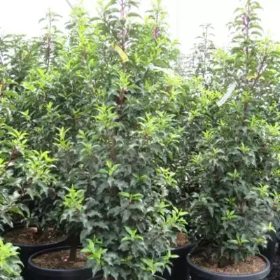 PRUNUS lusitanica 'Brenelia' - image 3