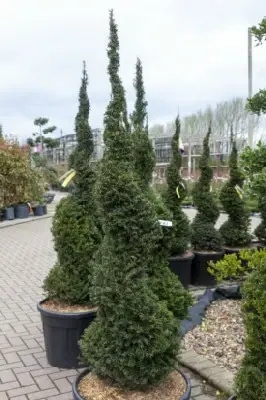 TAXUS baccata