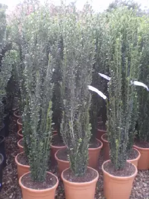 ILEX crenata 'Fastigiata'