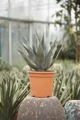 AGAVE chrysanta - image 1