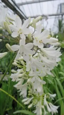 AGAPANTHUS africanus 'Albus'