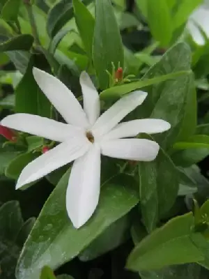 JASMINUM glaucum