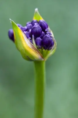 AGAPANTHUS 'Poppin Purple'