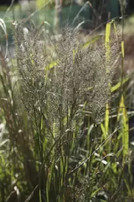 CALAMAGROSTIS brachytricha
