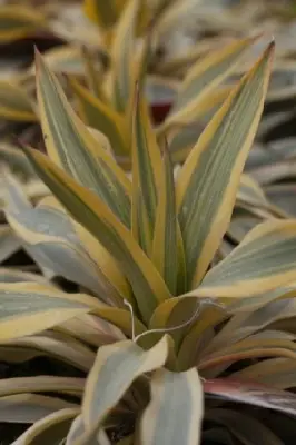 YUCCA gloriosa 'Citrus Twist'