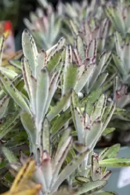 KALANCHOE mix