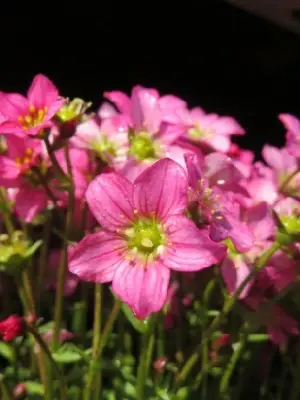 SAXIFRAGA 'Touran Pink' - image 1