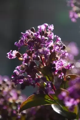LAGERSTROEMIA indica 'Purple Star' - image 3