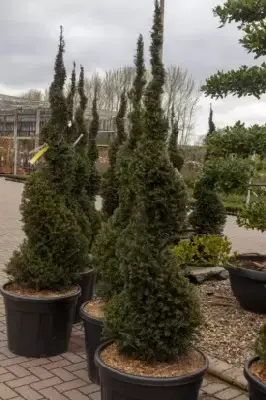 TAXUS baccata