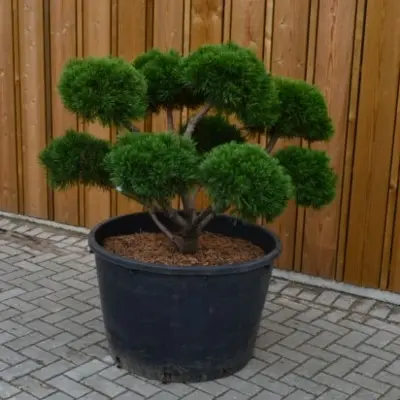 PINUS mugo 'Gnom'