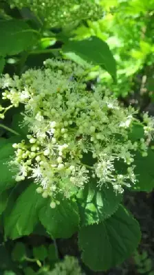 HYDRANGEA petiolaris