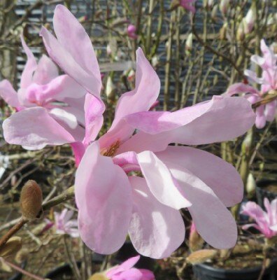 MAGNOLIA stellata keiskei