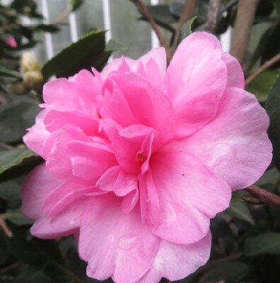 CAMELLIA hiemalis 'Showa-no-sakae'