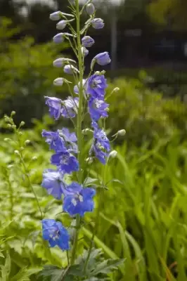 DELPHINIUM 'Dark Blue White Bee' - image 1