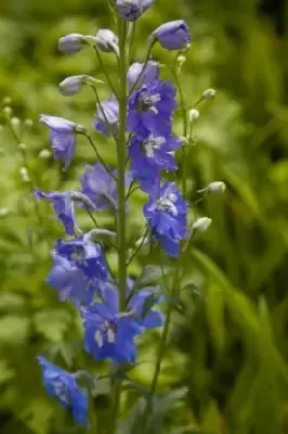DELPHINIUM 'Dark Blue White Bee' - image 2