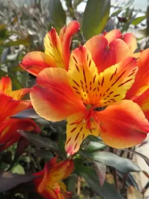 ALSTROEMERIA 'Indian Summer'