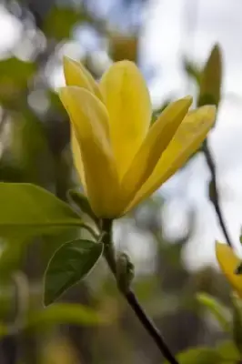 MAGNOLIA 'Pink Beauty' - image 2