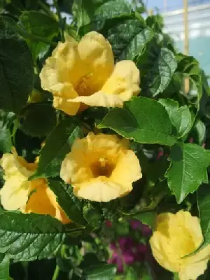 CAMPSIS radicans flava