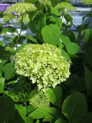 HYDRANGEA arborescens 'Strong Annabelle'