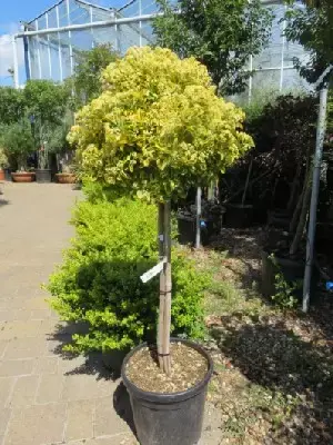 EUONYMUS japonicus 'Aureus'