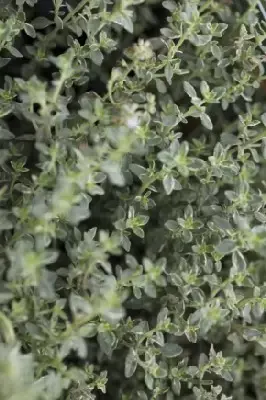Thymus vulgaris 'Silver Posie' (THYME)