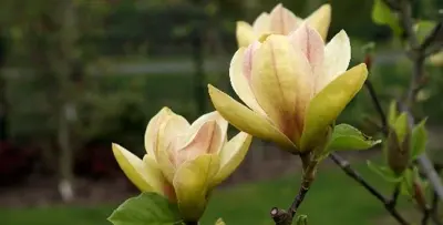 MAGNOLIA 'Sunsation'