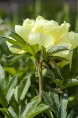 PAEONIA 'Bartzella' - image 2