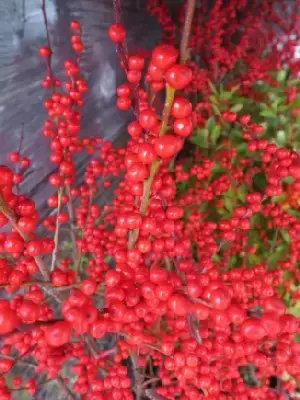 ILEX verticillata 'Maryland Beauty'